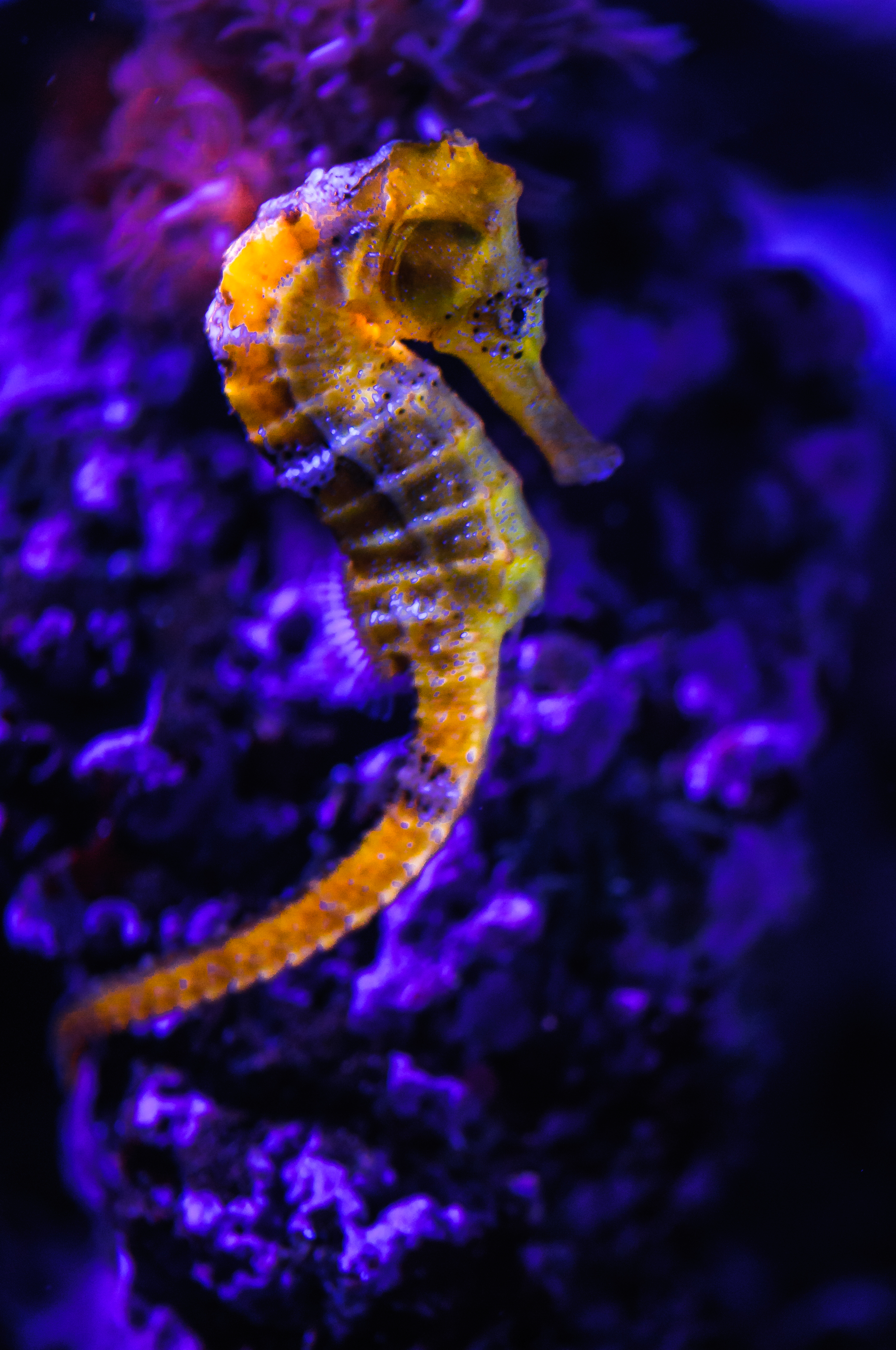 Hippocampus reidi, Longsnout Seahorse | Shutterbug